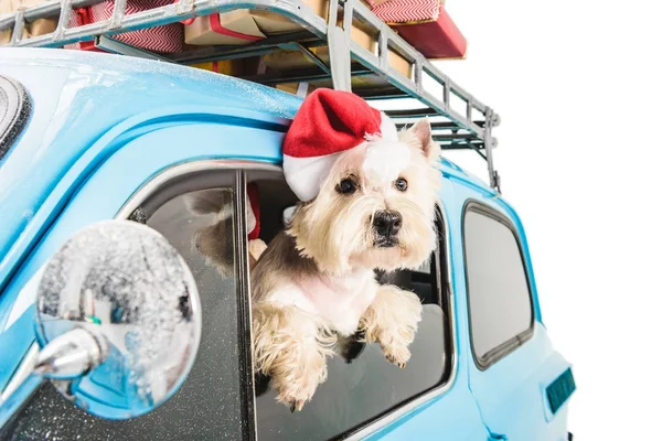 White Terrier in car with christmas gifts — Stock Photo