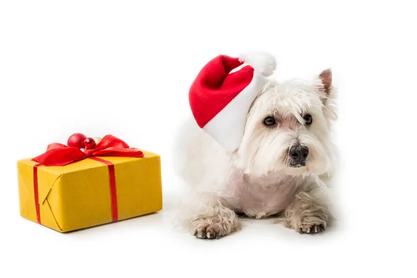 Terrier blanc en chapeau de Père Noël avec cadeau — Photo de stock