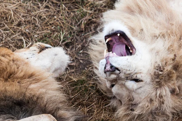 I leoni combattono, dividono il territorio — Foto Stock