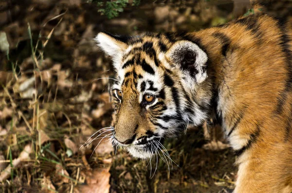 Portret van een mooie kleine cub — Stockfoto