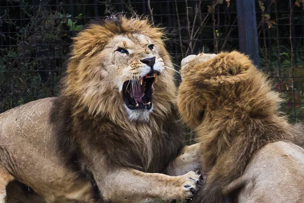 Leeuwen fight, grondgebied te verdelen — Stockfoto