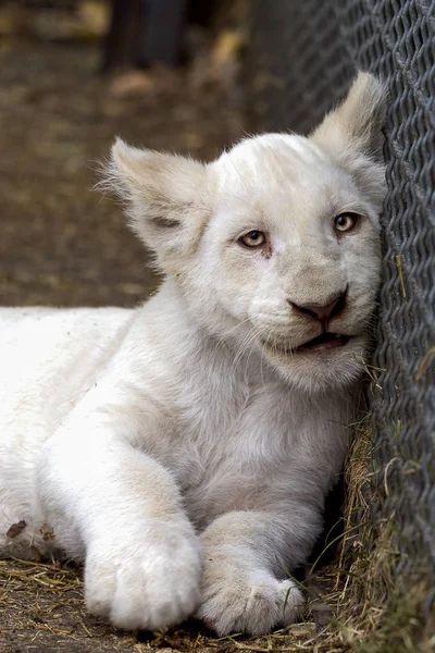 Cucciolo di leone bianco — Foto Stock