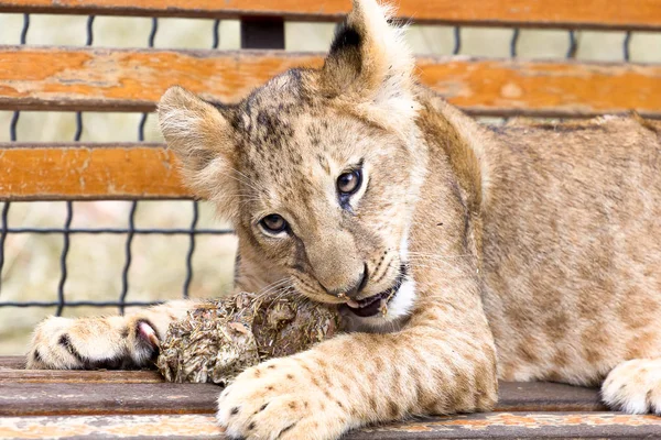 Kleine Leeuw cub eet vlees — Stockfoto