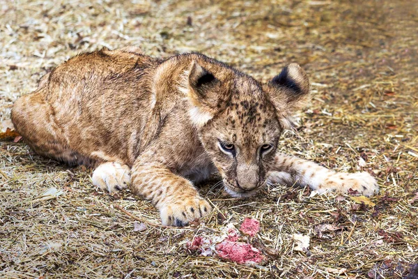 Μικρό λιονταράκι τρώει κρέας — Φωτογραφία Αρχείου