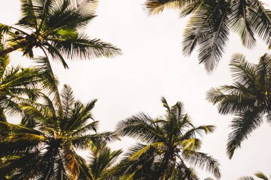 Palm grove Atlantik Okyanusu kıyısında