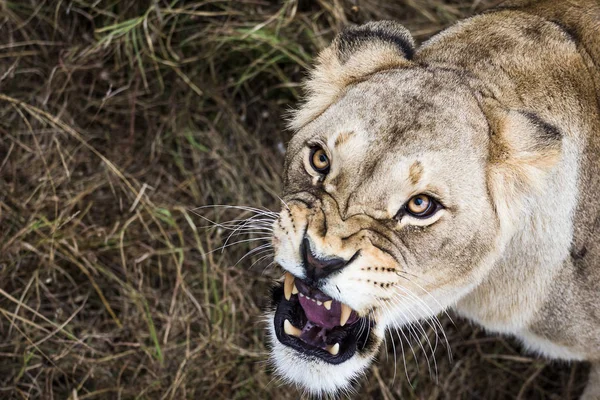 A portrait of a lion in the afternoon — Stock Photo, Image