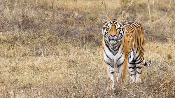 Porträtt av en vacker tiger — Stockfoto