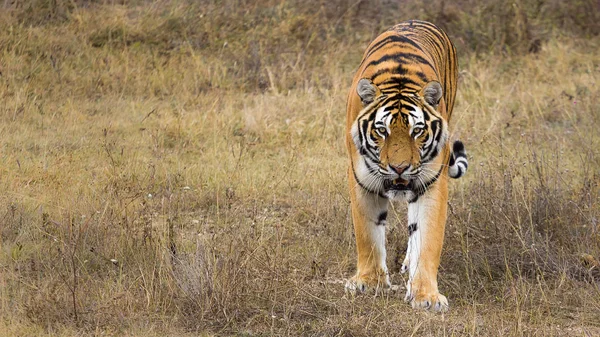 Porträtt av en vacker tiger — Stockfoto