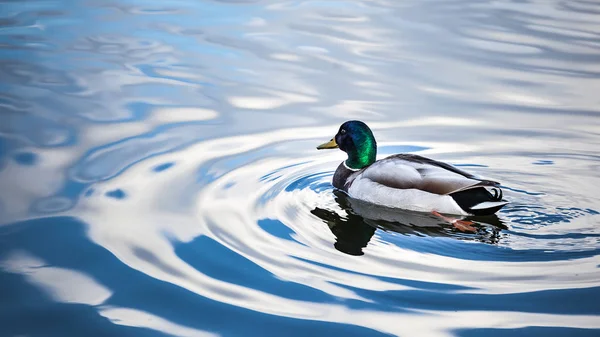 Утка плавает на озере — стоковое фото