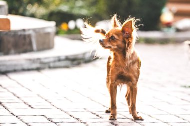 Rus uzun tüylü oyuncak korkunç