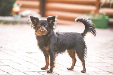 Rus uzun tüylü oyuncak korkunç