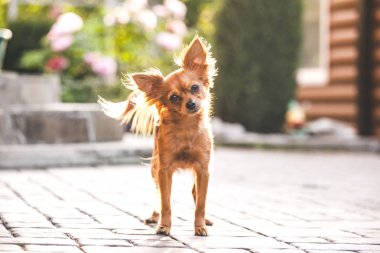 Rus uzun tüylü oyuncak korkunç