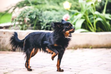 Rus uzun tüylü oyuncak korkunç