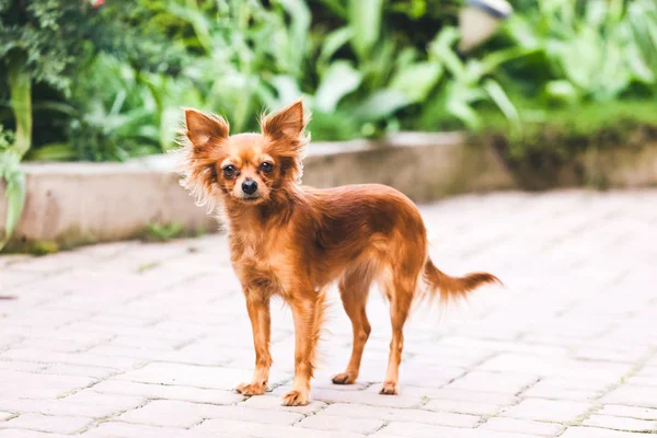 Rus uzun tüylü oyuncak korkunç