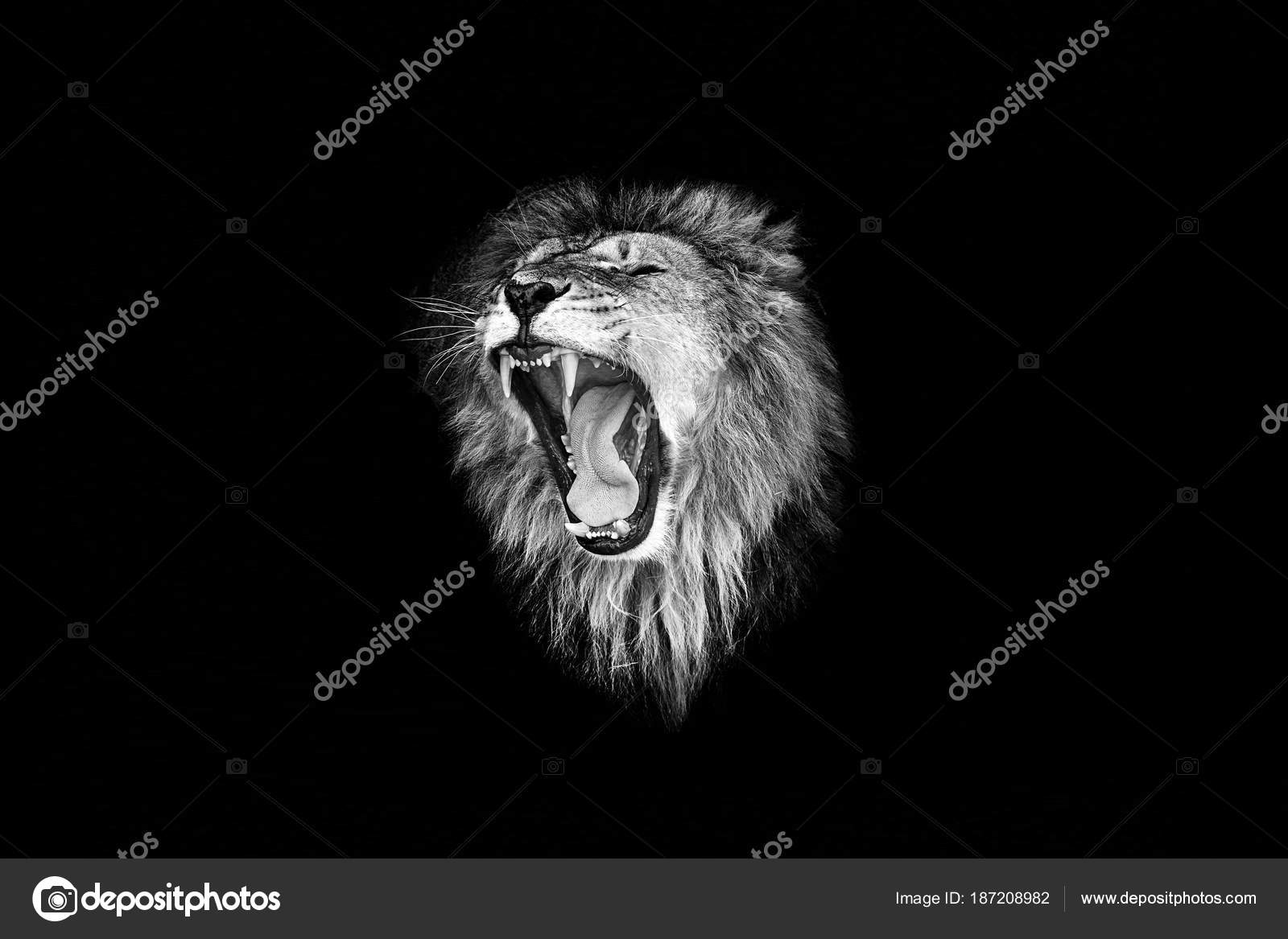 SCARICA RUGGITO LEONE GRATIS