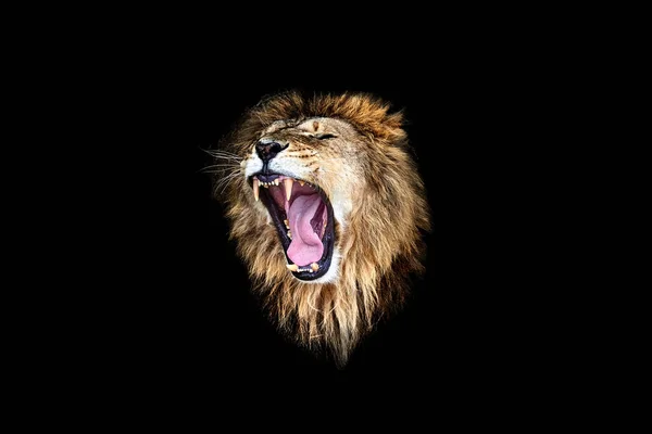 Λιοντάρι Βρυχηθμός Βρυχηθμό Λιονταριού Πορτραίτο Λιοντάρι — Φωτογραφία Αρχείου