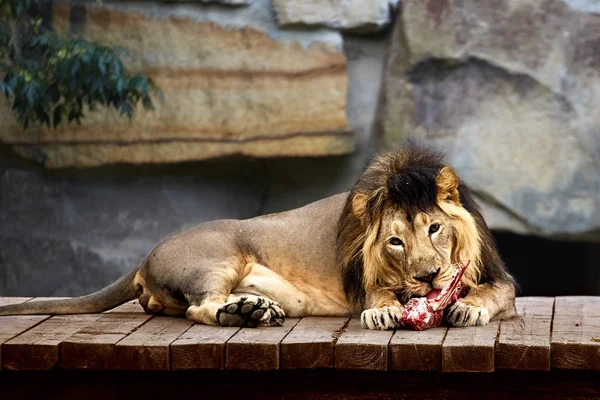 Leeuw Liggend Vlees Eten — Stockfoto