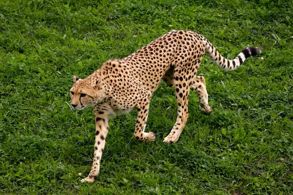 Cheetah Grama — Fotografia de Stock