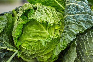 su sıçramalarına arabaları ile lahana