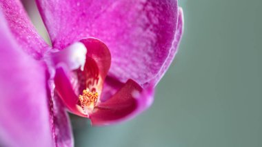 Ev çiçeği, güzel menekşe falaenopsis orkidesi, yakın çekim, makro fotoğraf