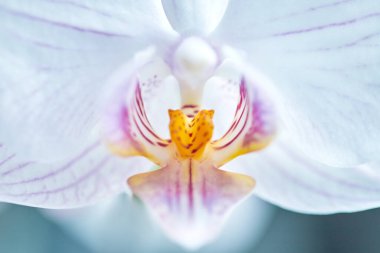 Ev çiçeği, güzel menekşe falaenopsis orkidesi, yakın çekim, makro fotoğraf