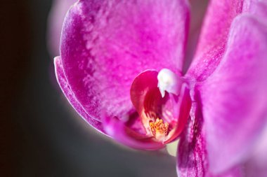 Ev çiçeği, güzel menekşe falaenopsis orkidesi, yakın çekim, makro fotoğraf