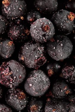 Böğürtlen kuşüzümü, siyah arka planda karla kaplıdır.