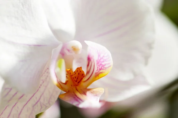 Haza Virág Gyönyörű Ibolya Phalaenopsis Orchidea Közelről Makró Fotó — Stock Fotó