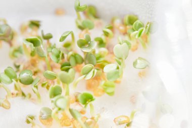 Mikroyeşil lahanalar, roka ve su teresi, makro fotoğraf, yakın çekim, üst manzara..