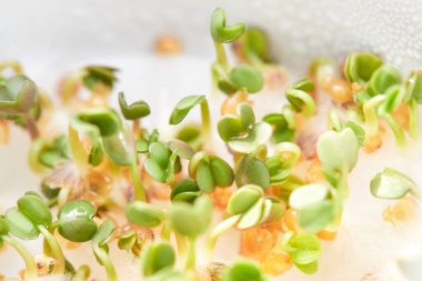 Mikroyeşil lahanalar, roka ve su teresi, makro fotoğraf, yakın çekim, üst manzara..