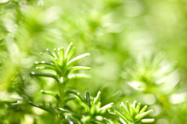Uzun ömürlü bitki örtüsü, beyaz taş, makro fotoğraf.