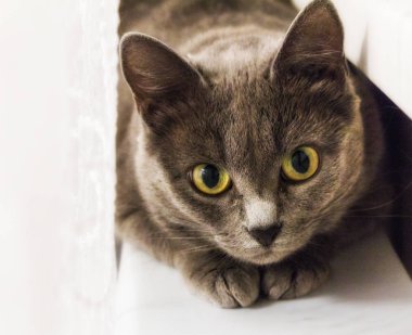 Kameraya bakarak yeşil gözlü Gri kedi.