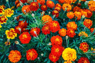 Güzel çiçeklerin calendula, marigolds bahçede.