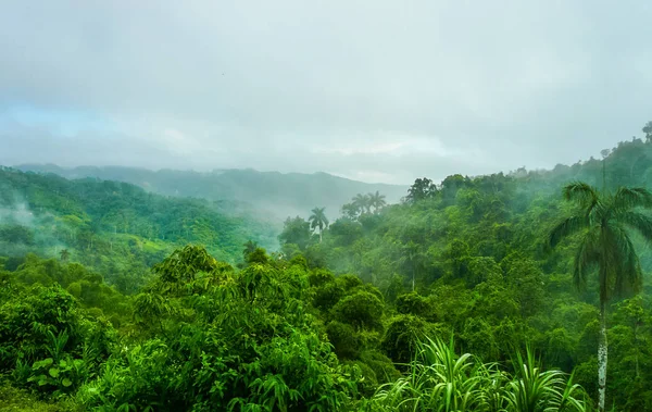 Tropisch groene woud in Cuba. — Stockfoto