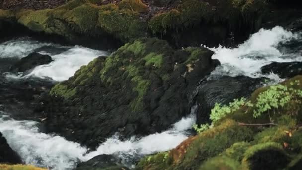 Μικρό καταρράκτη που ρέει κάτω από βράχους, Ποταμός μαίνεται μεταξύ το βράχους σε το δάσος της οροσειράς, καυκάσια Όρη, Ευρώπη. — Αρχείο Βίντεο
