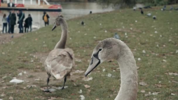 Dos cisnes grises Cygnus Olor a orillas del río Moldava Praga, República Checa — Vídeos de Stock