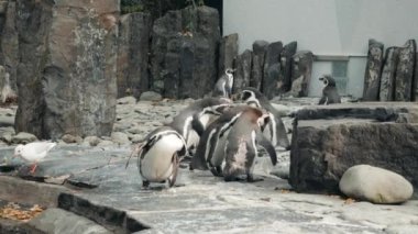 Arka arka görünümü yürüyüş veya sonbahar Forest Park için yapılan çalıştıran komuta sizde. Sağlıklı yaşam tarzı.
