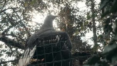 Büyük kafes içinde büyük siyah kartal istirahat için tasarlanmıştır. Esir kuş