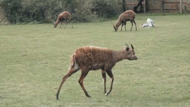 Deer In An Enclosure In The Zoo — Stock Video