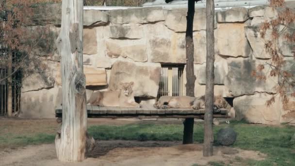 Lions In Zoological Garden En Praga, República Checa. Los leones están tomando el sol en el recinto del zoológico — Vídeos de Stock