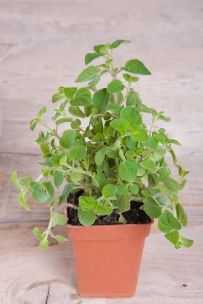 Planta de orégano em um pote em uma tábua de madeira — Fotografia de Stock