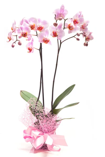 Orchidea rosa in vaso da fiori su sfondo bianco . — Foto Stock