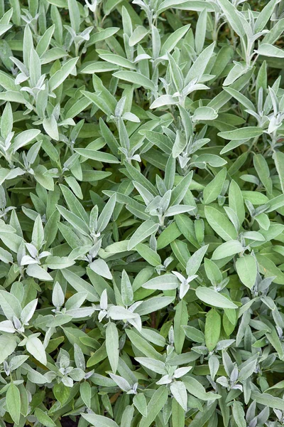 Hierba especiaSalvia (Salvia officinalis) utilizada para cocinar y medicinas — Foto de Stock