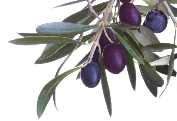 Black olives in olive tree branch isolated on a white background — Stock Photo, Image