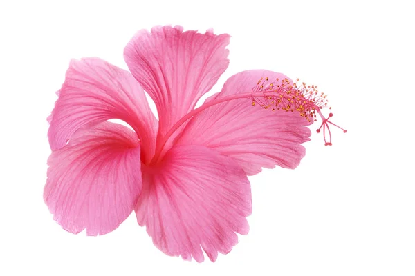 하얀 배경에 고립되어 있는 분홍빛 히비스커스 꽃 — 스톡 사진
