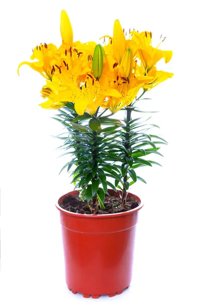 Beautiful yellow lily in pot isolated on white background — Stock Photo, Image