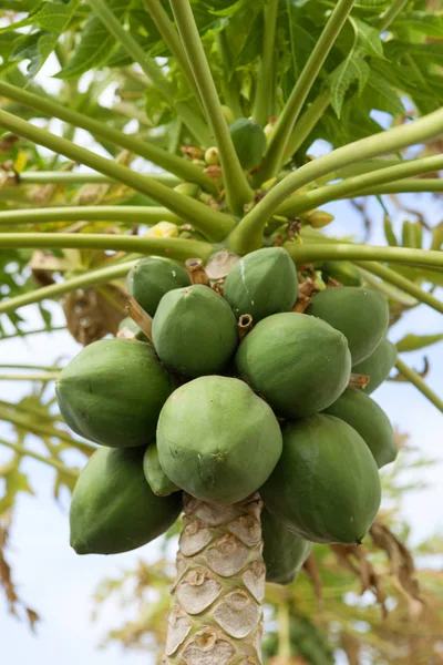 Papayabaum Mit Früchten — Stockfoto