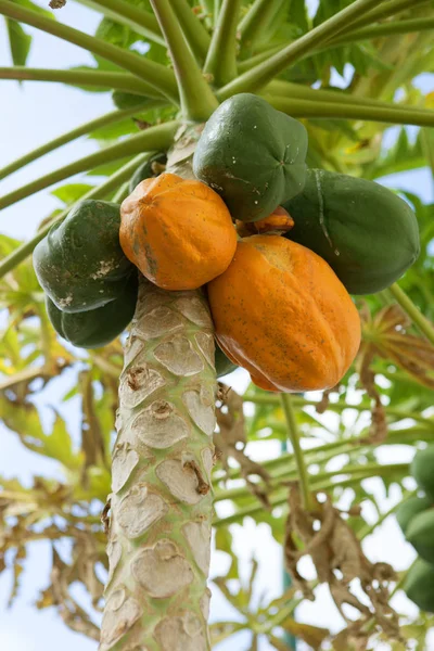 Papayabaum Mit Früchten — Stockfoto