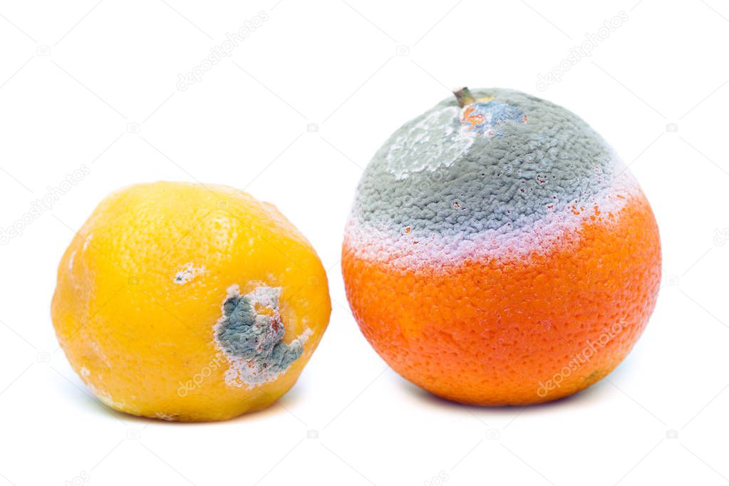Moldy rotten orange and lemon fruit isolated on white