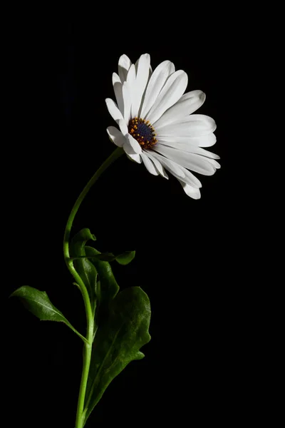 Белый Цветок Osteospermum Черном — стоковое фото